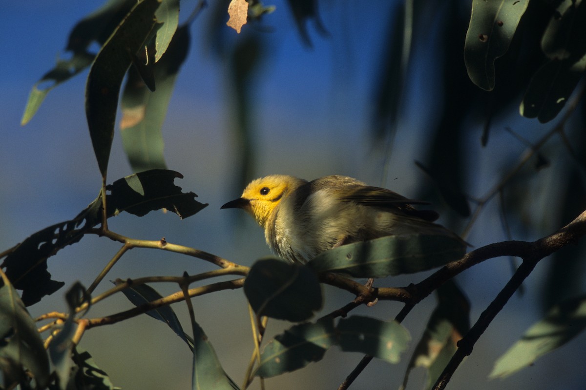 Yellow-tinted Honeyeater - ML292041231