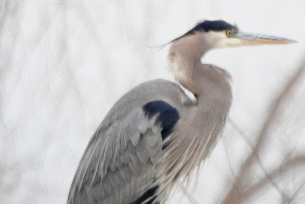 Great Blue Heron - kathryn clark