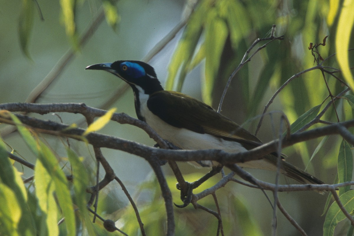 Blue-faced Honeyeater - ML292041491