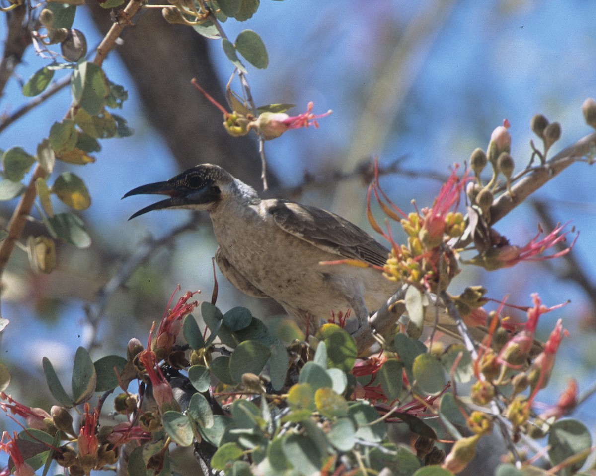 Little Friarbird - ML292042131