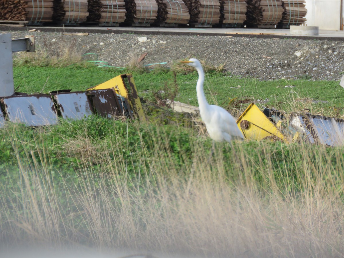 Great Egret - ML292042301