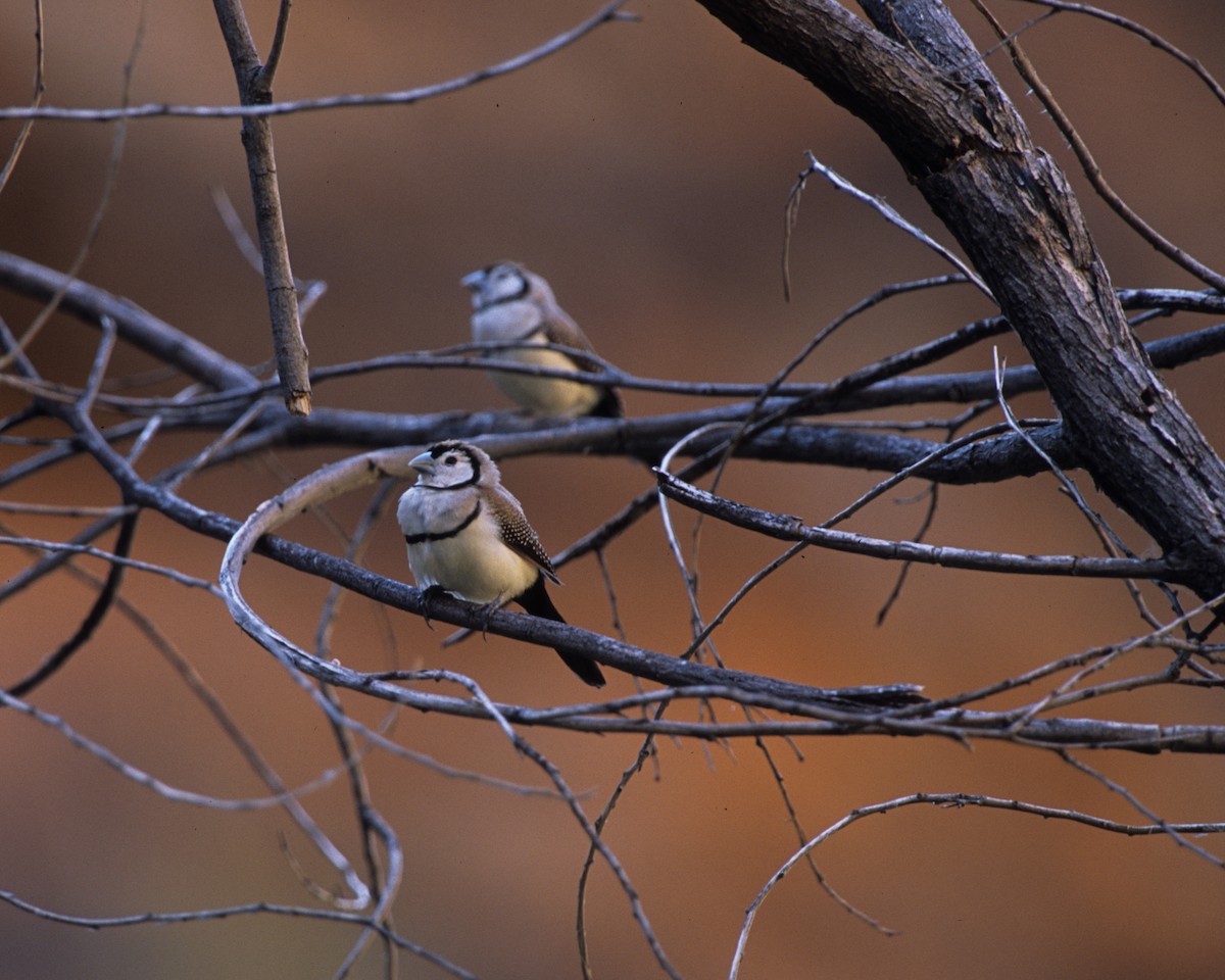 Double-barred Finch - Bruce Robinson