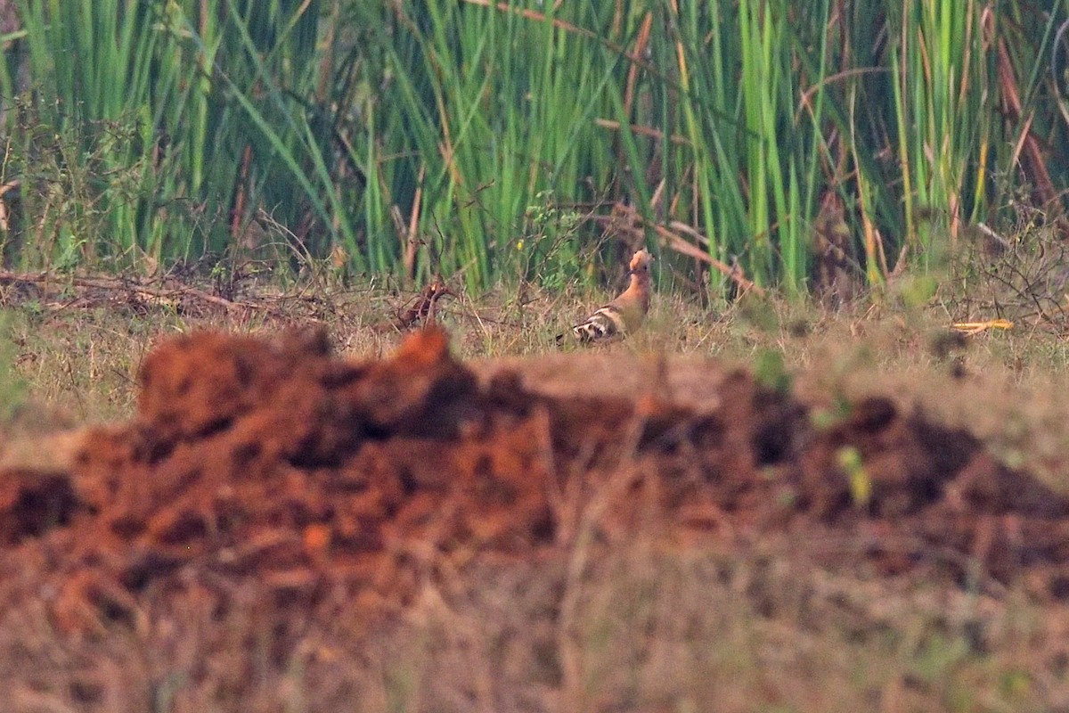 Eurasian Hoopoe - ML292043541