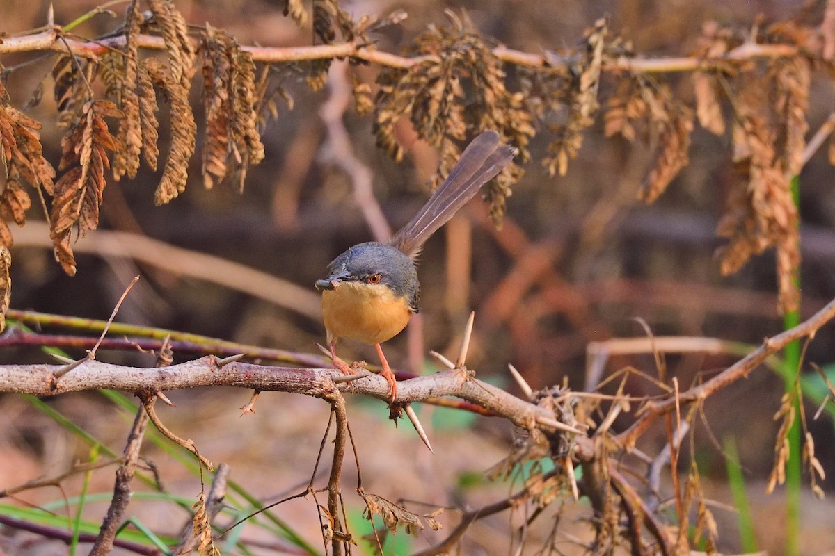 Prinia Cenicienta - ML292043801