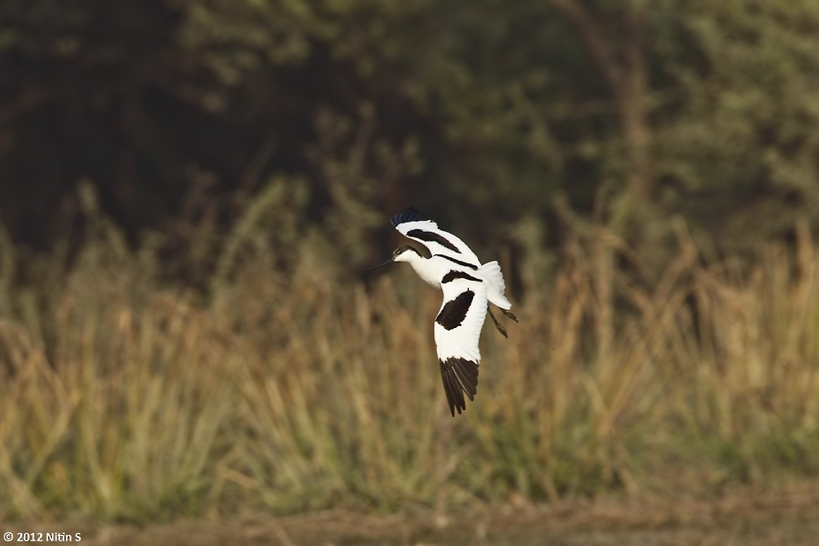 Avocette élégante - ML292044451