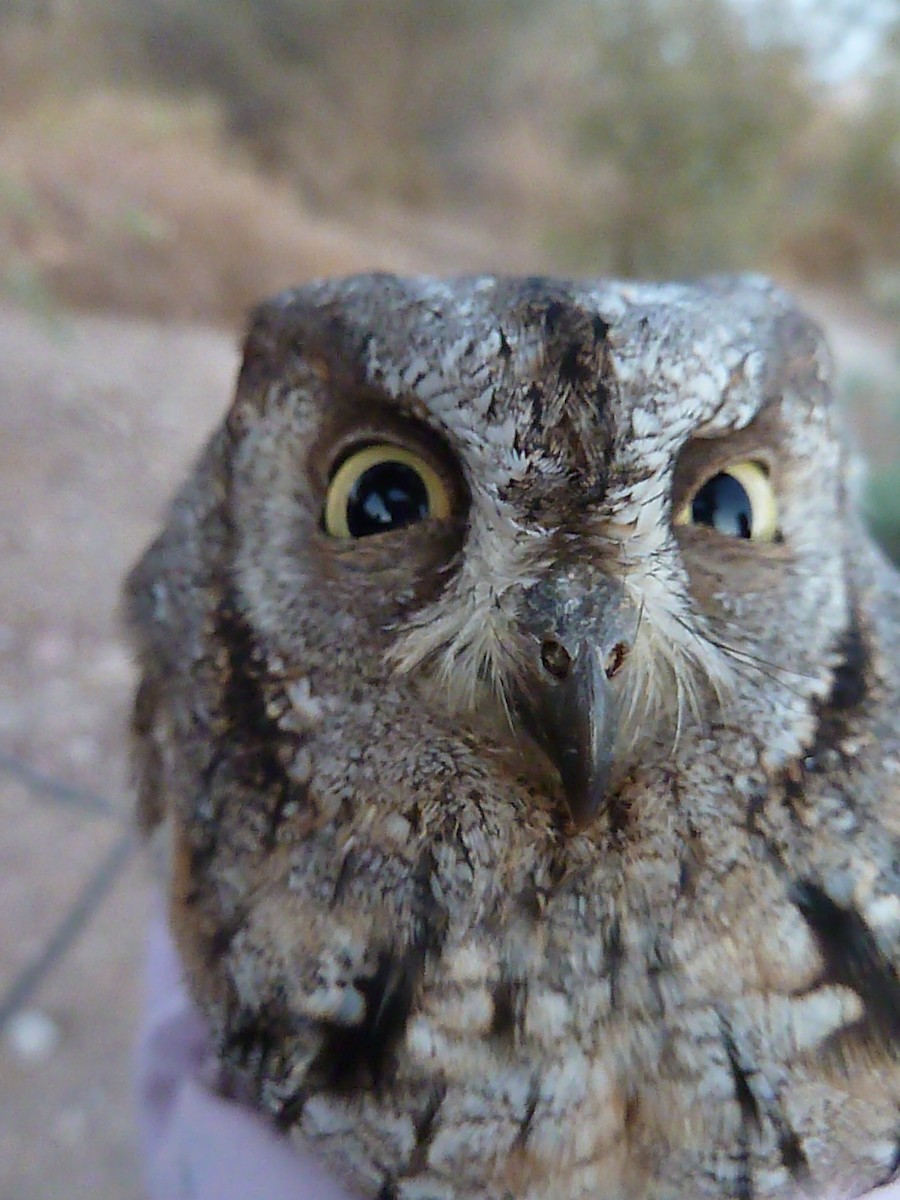 Eurasian Scops-Owl - Itay Berger