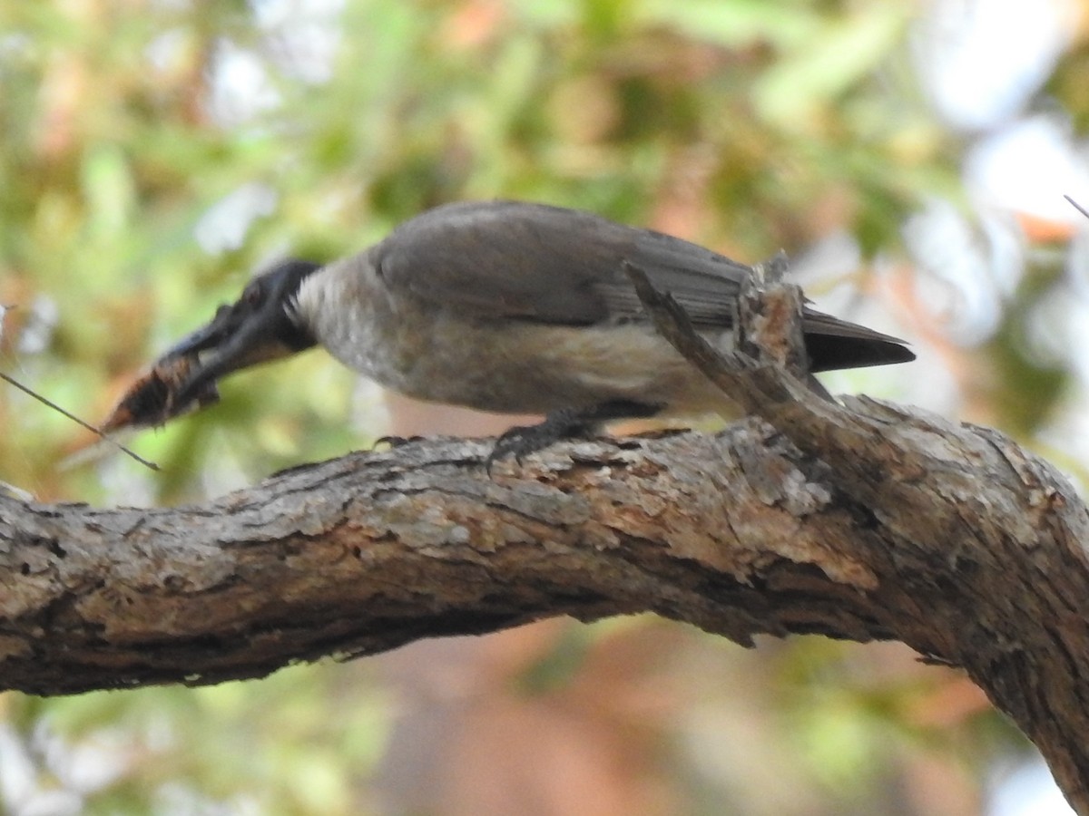 Noisy Friarbird - ML292045001