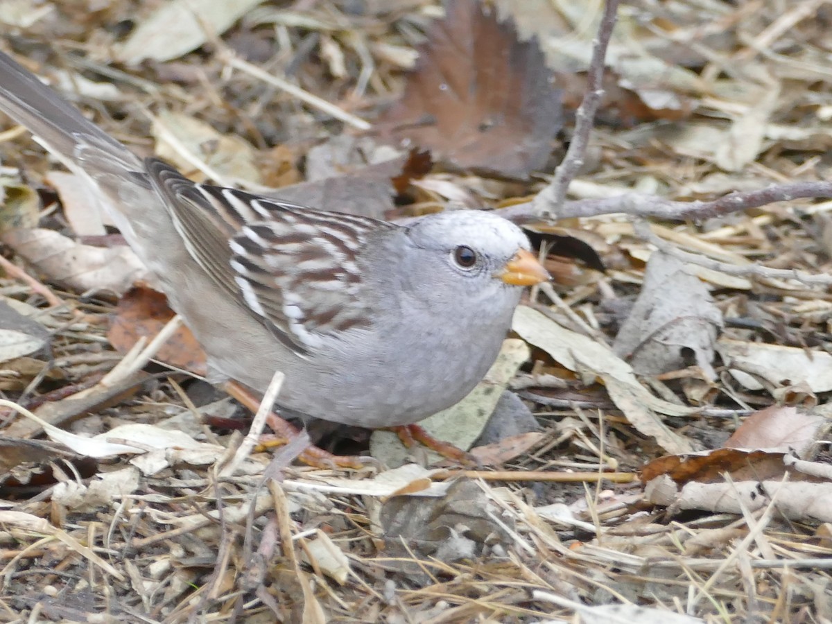 White-crowned Sparrow - Neal Hinds