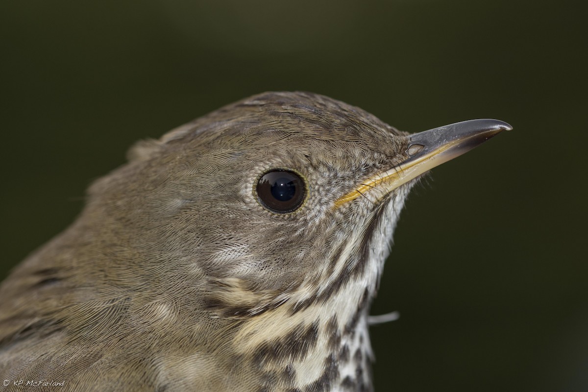 Bicknell's Thrush - Kent McFarland