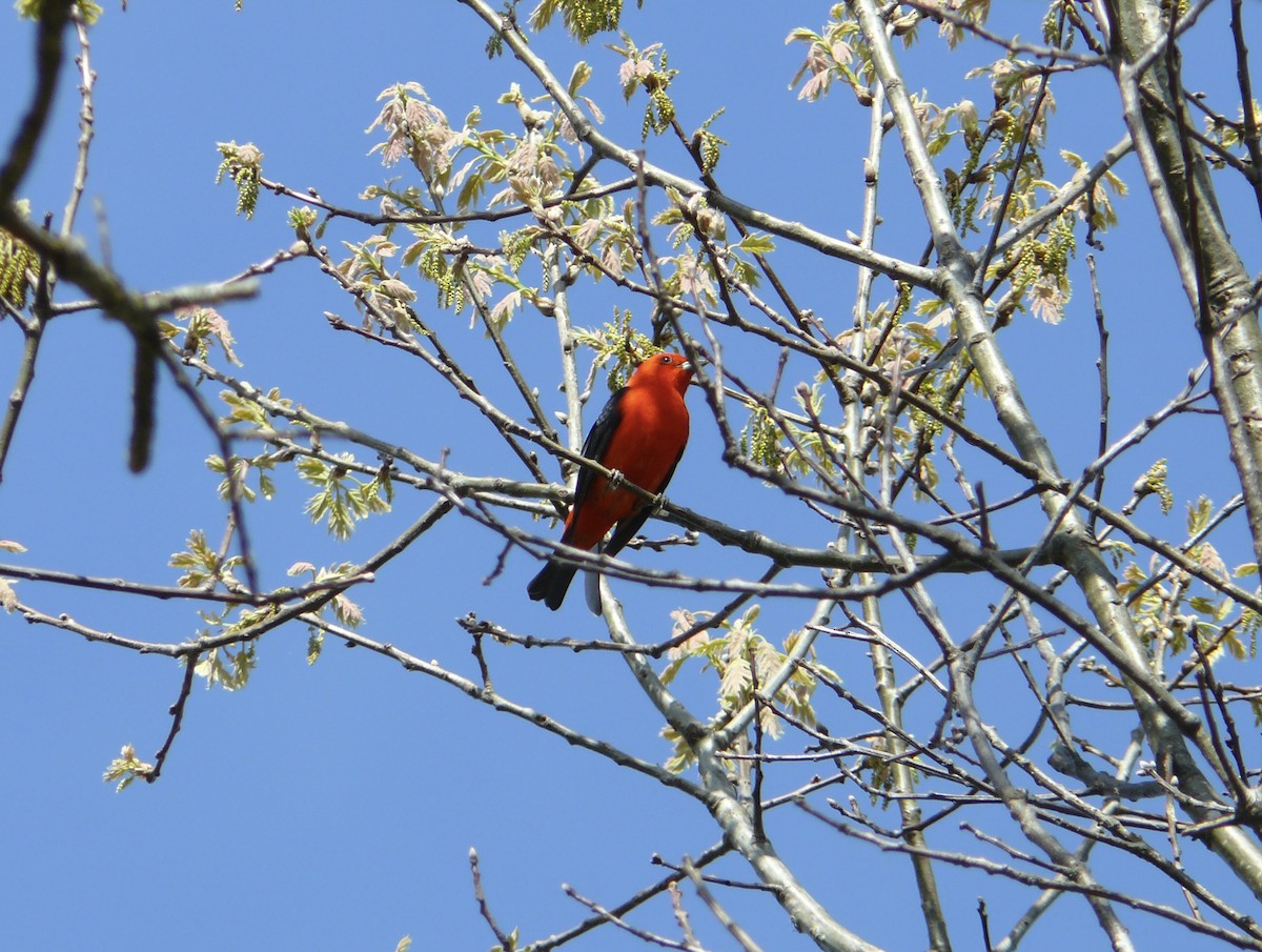Scarlet Tanager - ML29204631