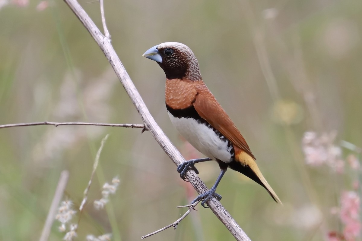 Chestnut-breasted Munia - Lorix Bertling