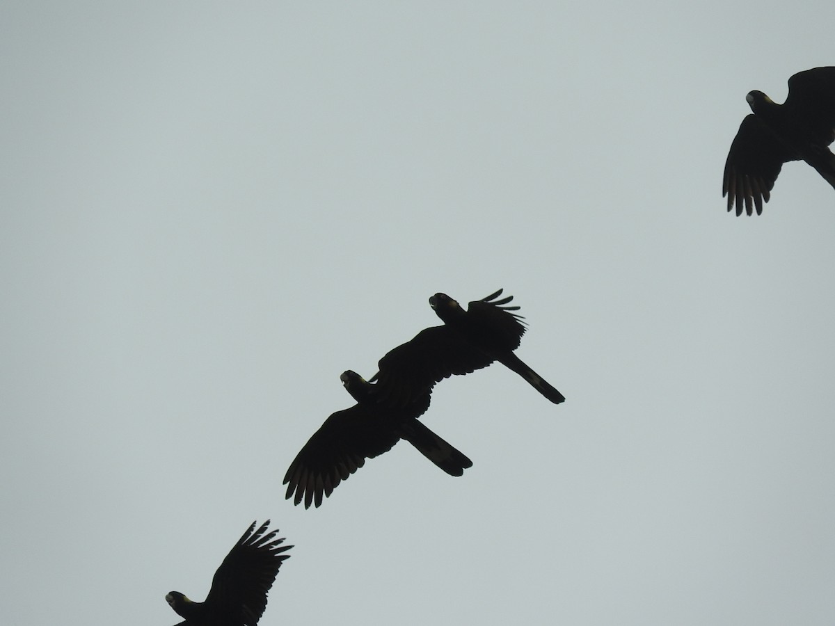 Cacatúa Fúnebre Coliamarilla - ML292047291