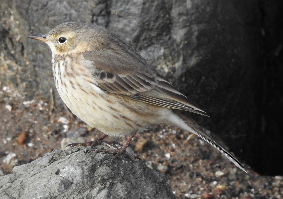 American Pipit - Anonymous