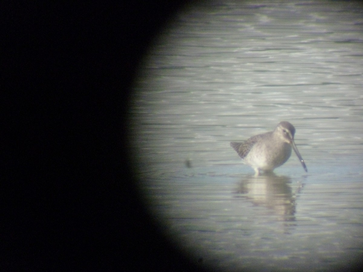 Long-billed Dowitcher - ML292049041