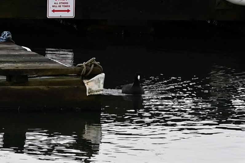 American Coot - ML292050011