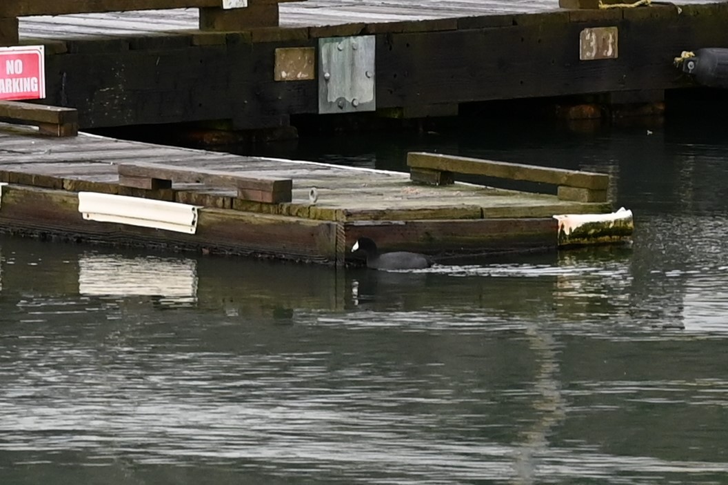 American Coot - ML292051121