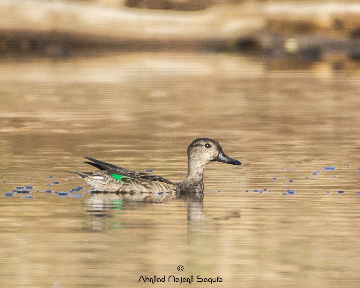 Green-winged Teal - ML292052741