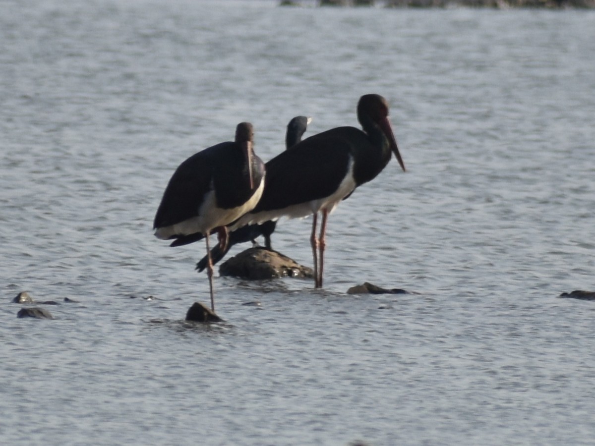 Black Stork - Raju Soni