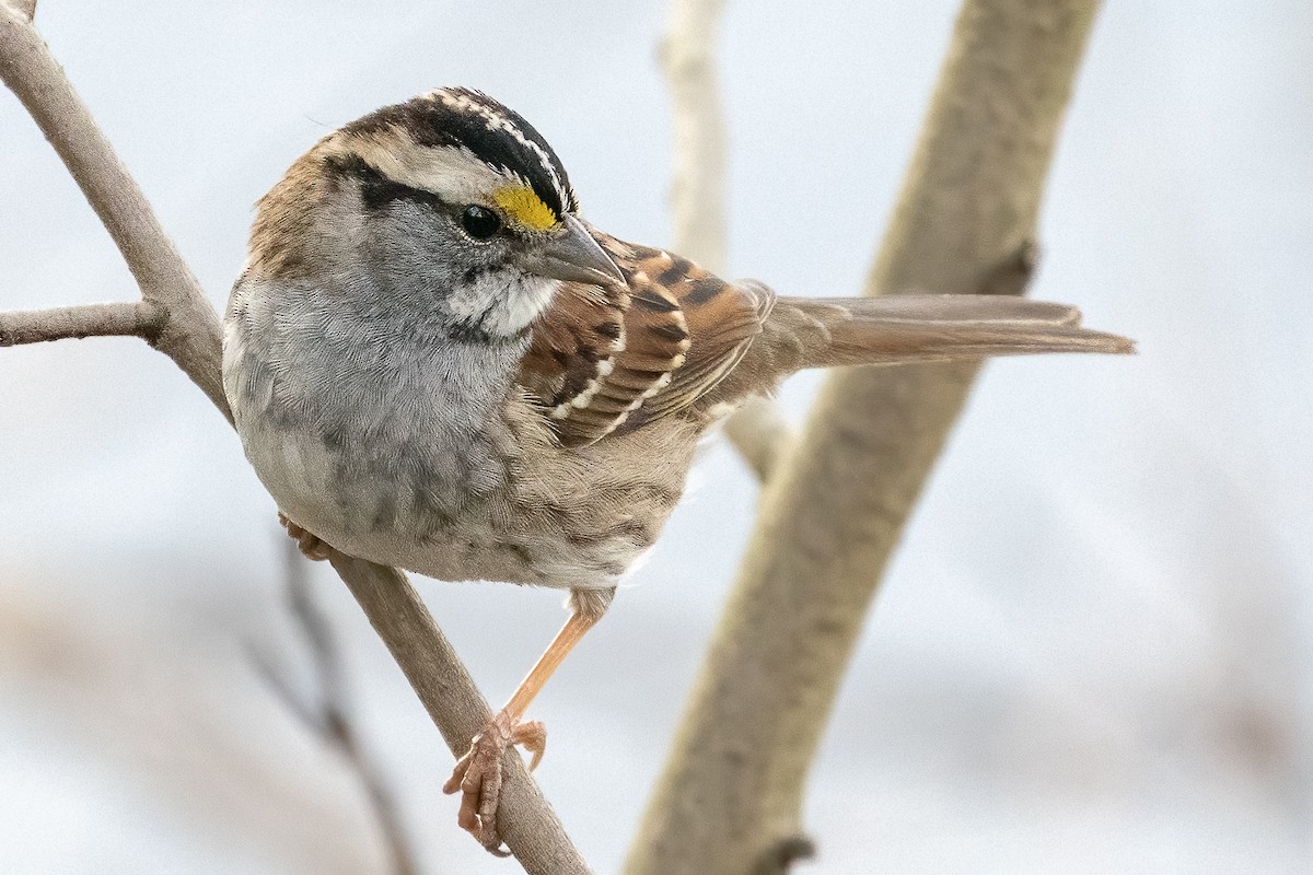 White-throated Sparrow - Bill Wood