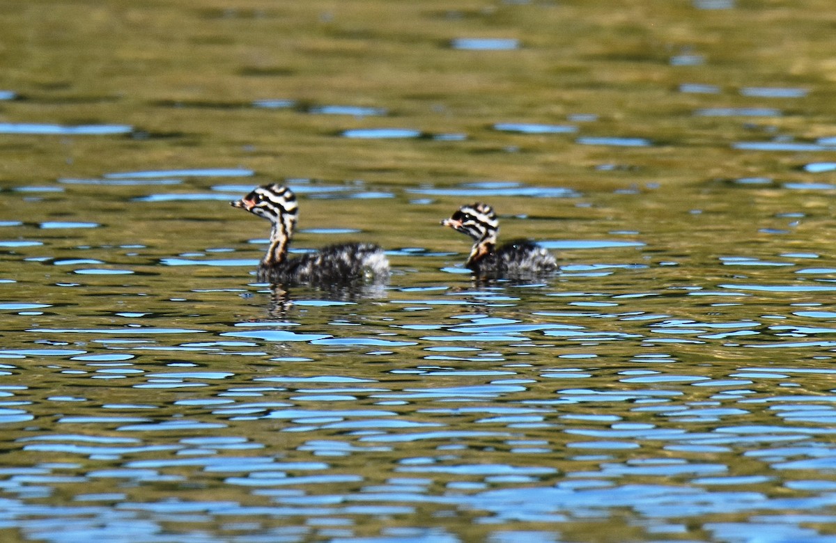 New Zealand Grebe - ML292056431