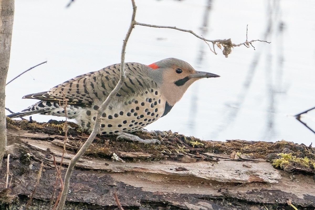 Northern Flicker - Bill Wood