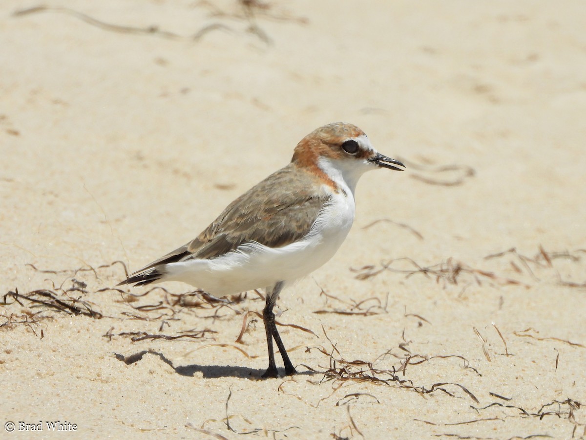 Red-capped Plover - ML292057451