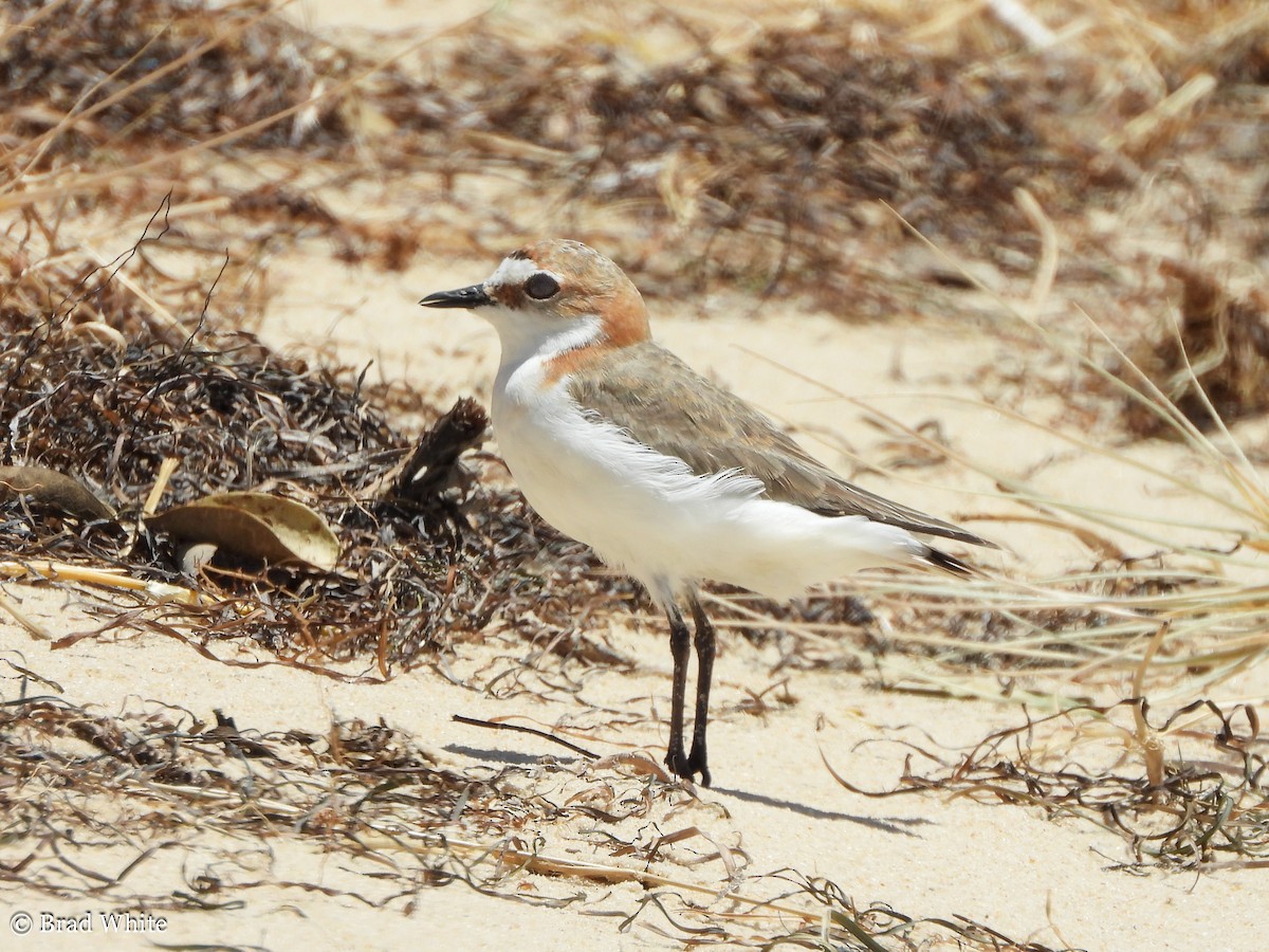 Red-capped Plover - ML292057471