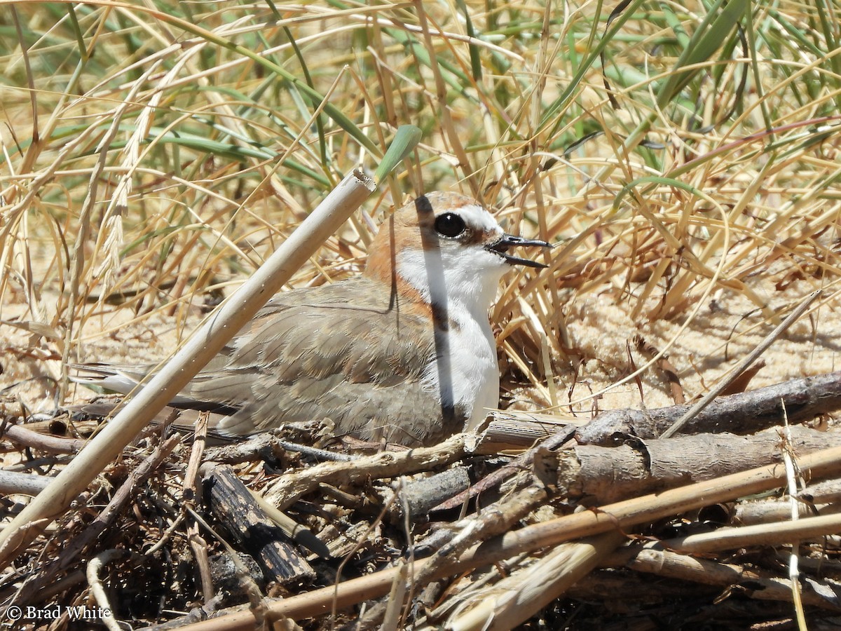 Red-capped Plover - ML292057481