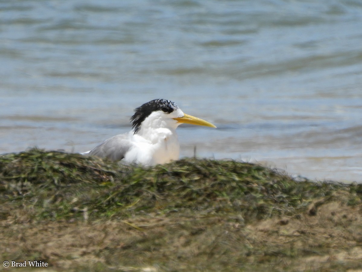 Great Crested Tern - ML292057501