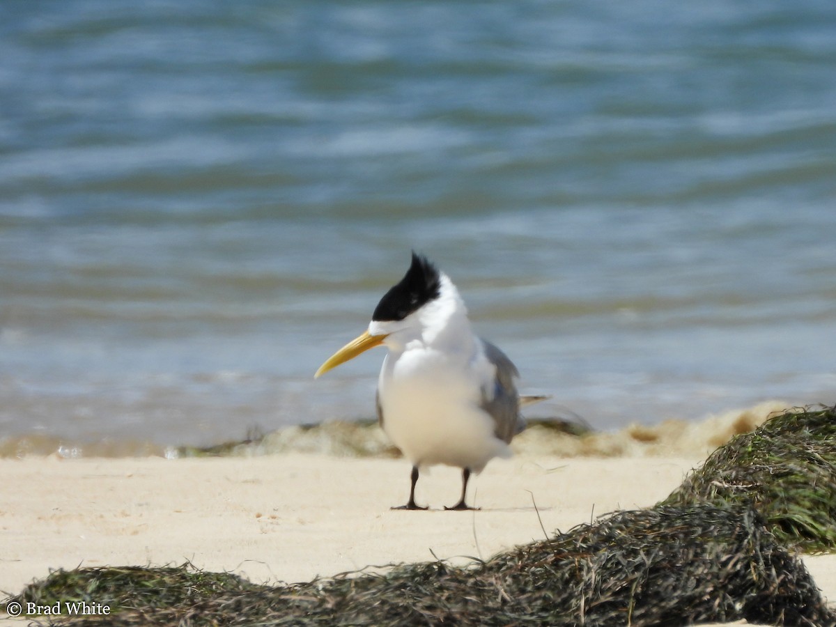 Great Crested Tern - ML292057511