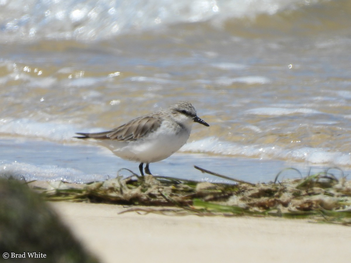 Red-necked Stint - ML292057521