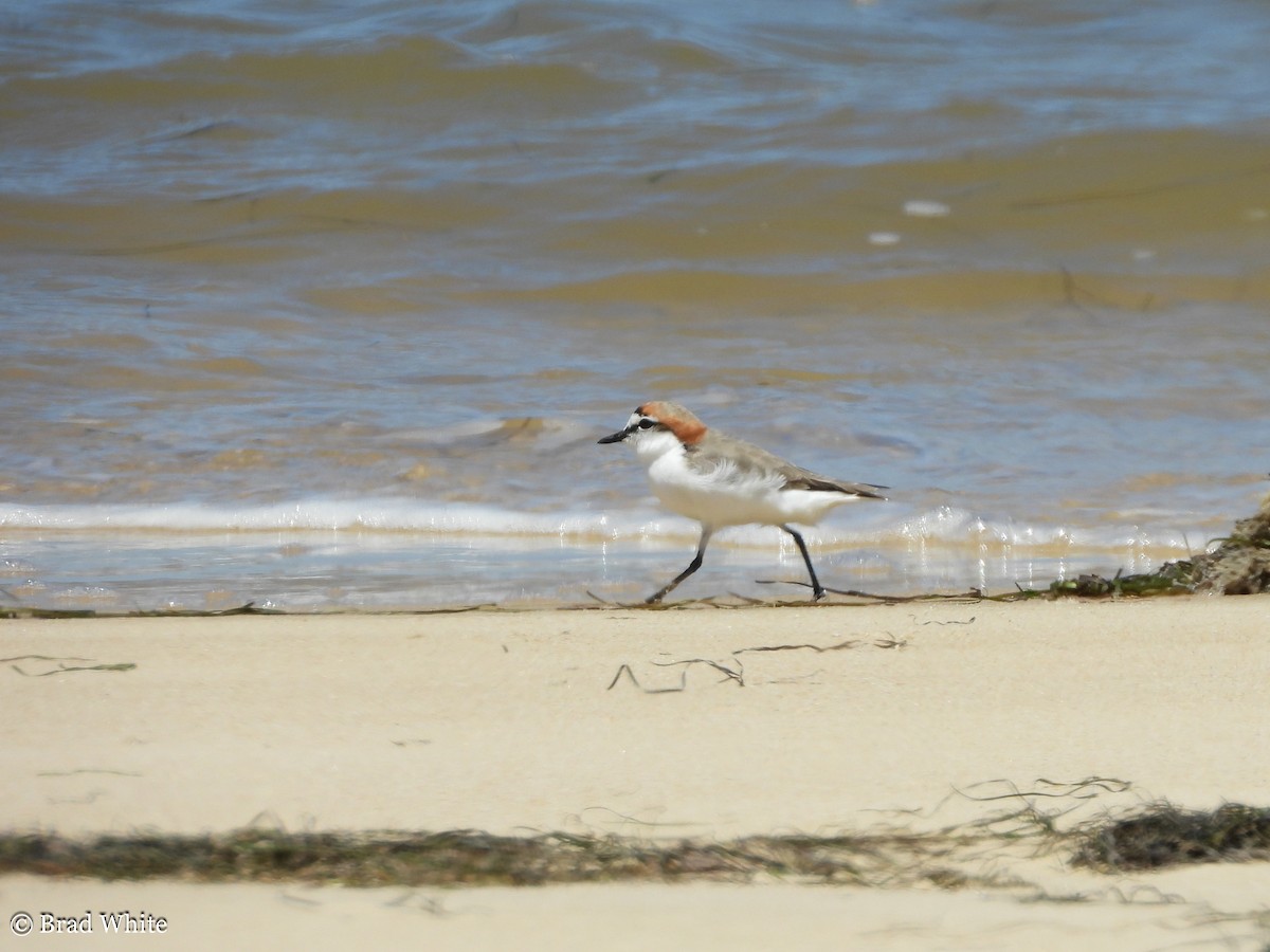 Red-capped Plover - ML292057531