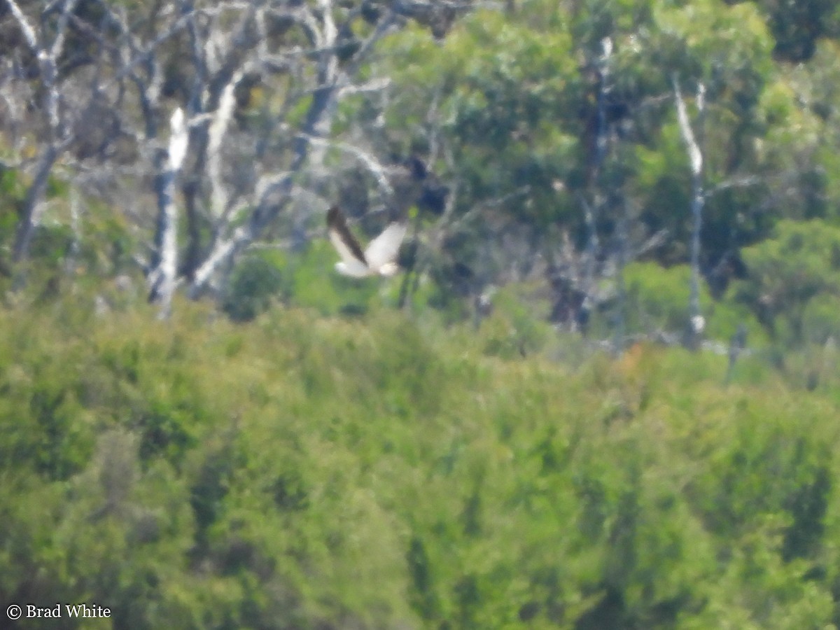 White-bellied Sea-Eagle - ML292057541