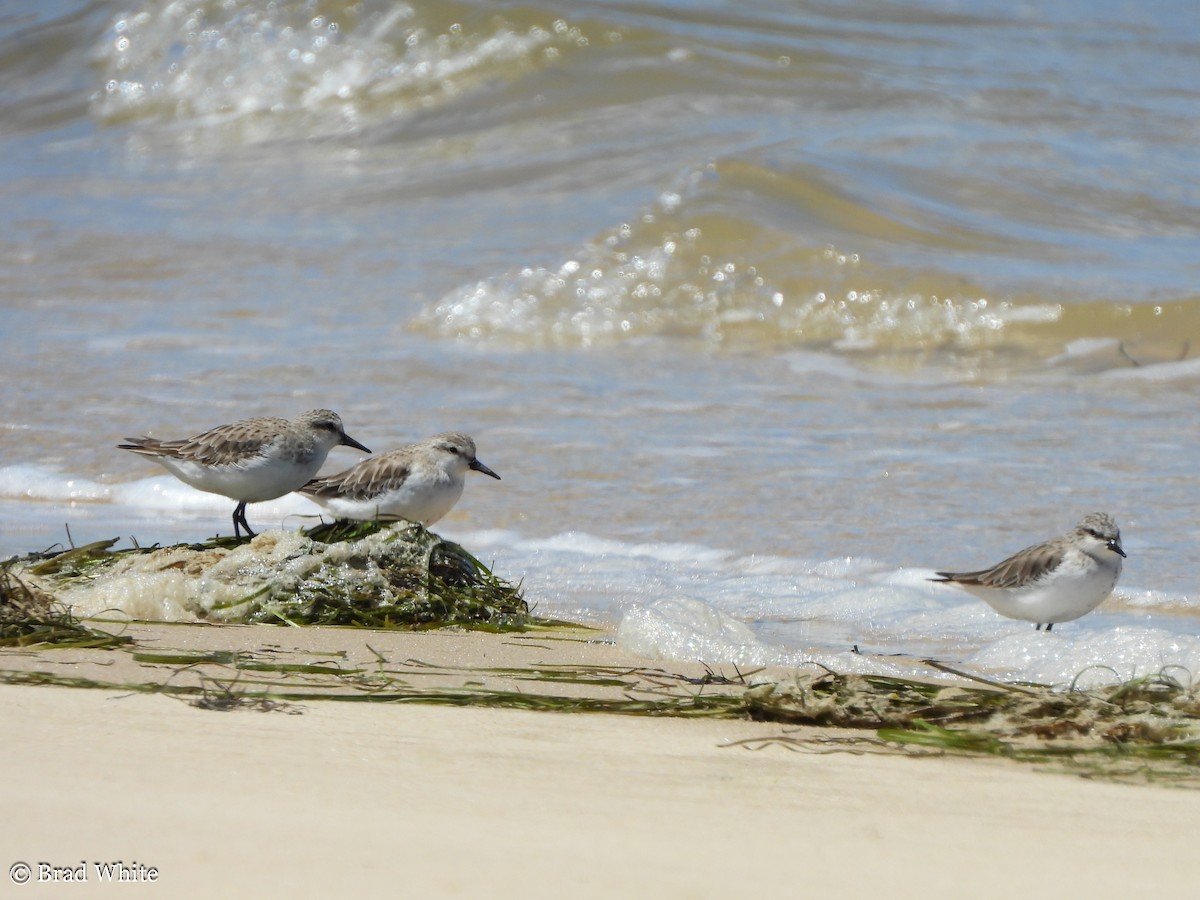 Red-necked Stint - ML292057581