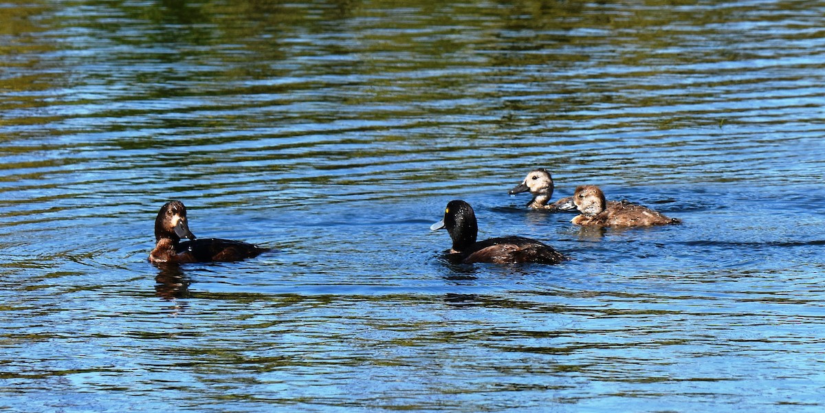 New Zealand Scaup - ML292058561