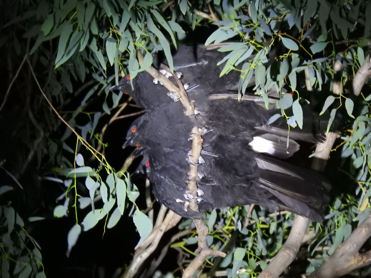 White-winged Chough - ML292058661