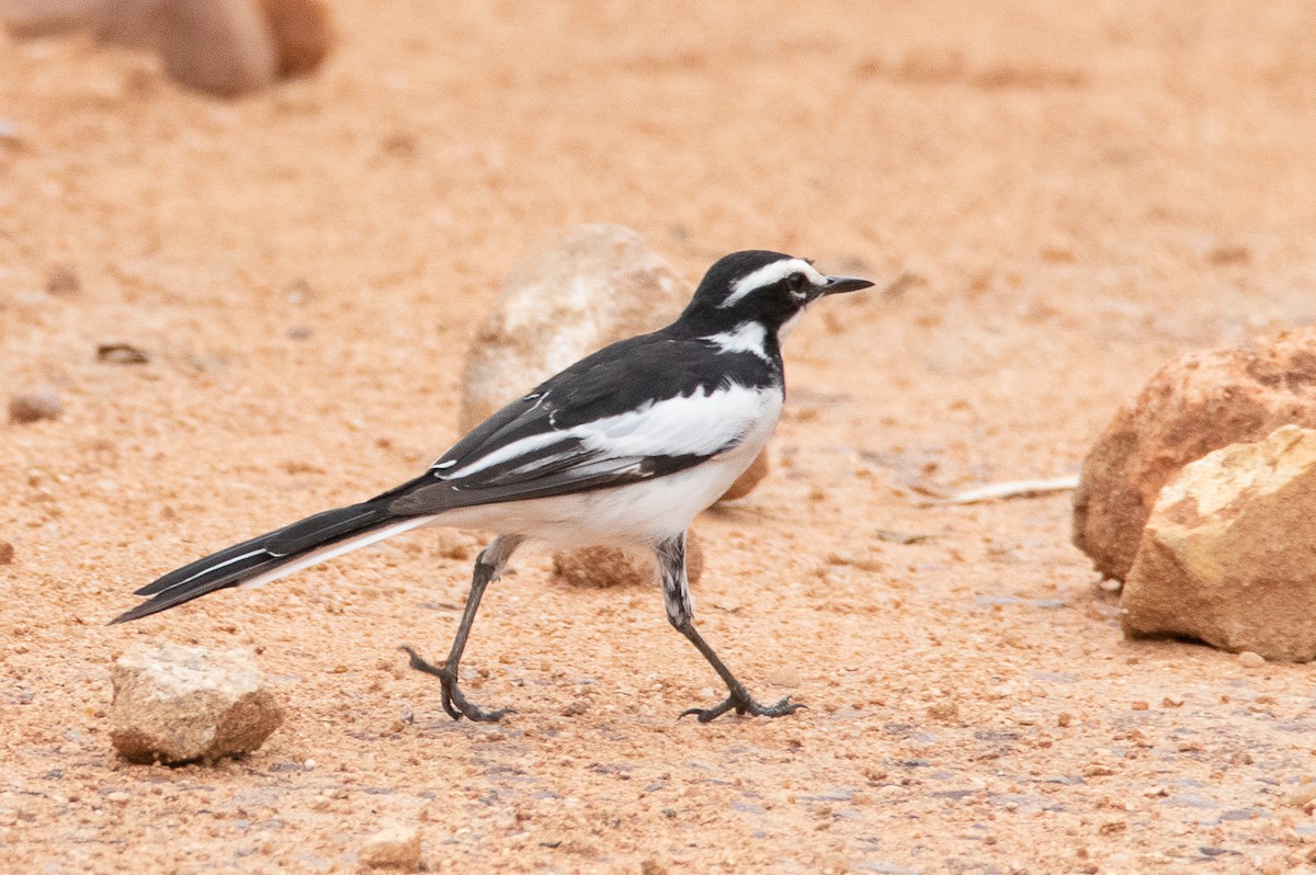 African Pied Wagtail - ML292059291