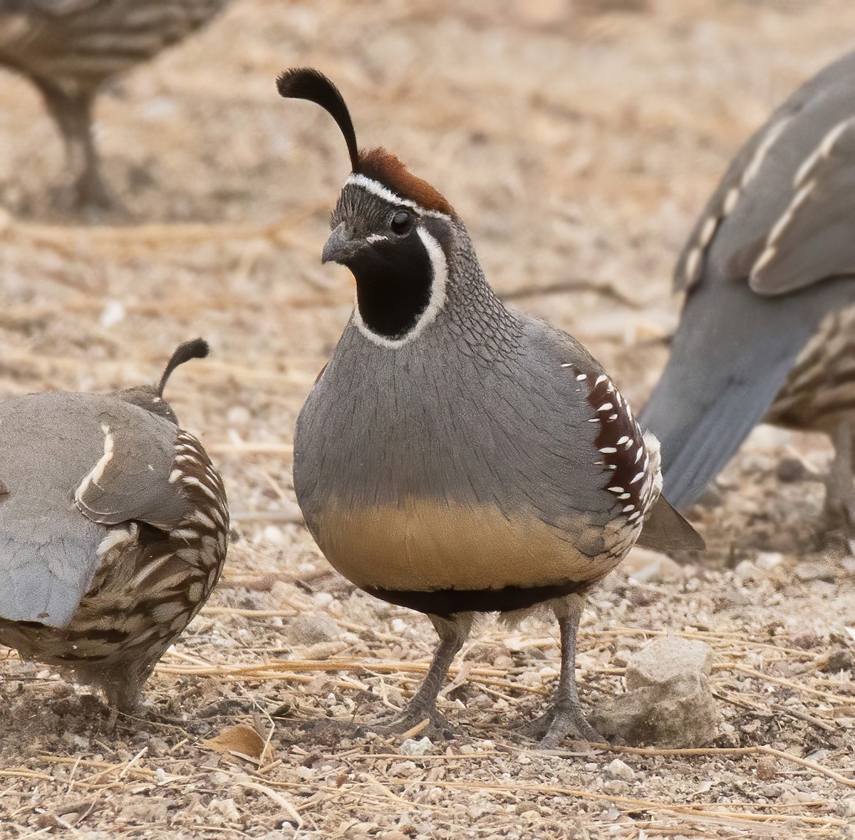 Gambel's Quail - Alison Davies