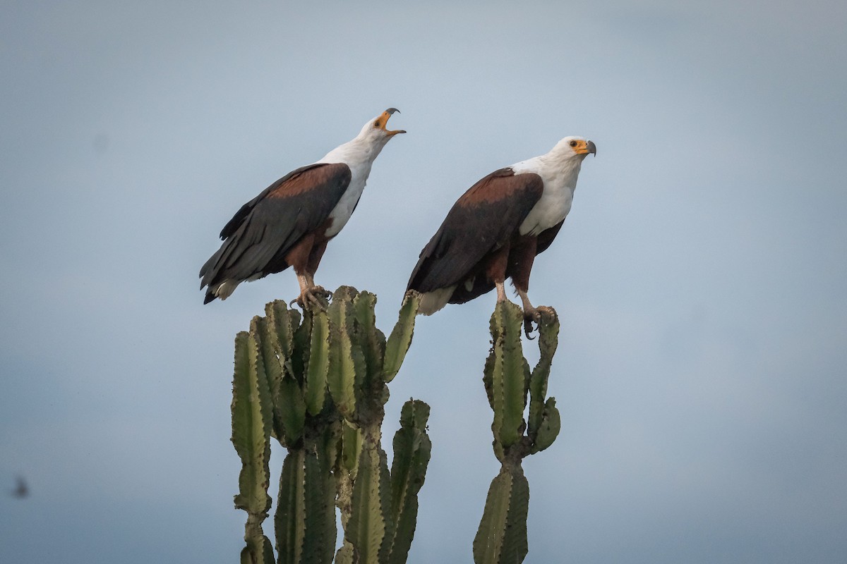 African Fish-Eagle - ML292064911