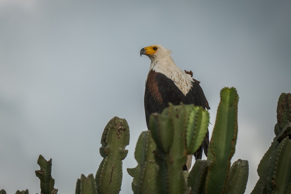 African Fish-Eagle - ML292064921