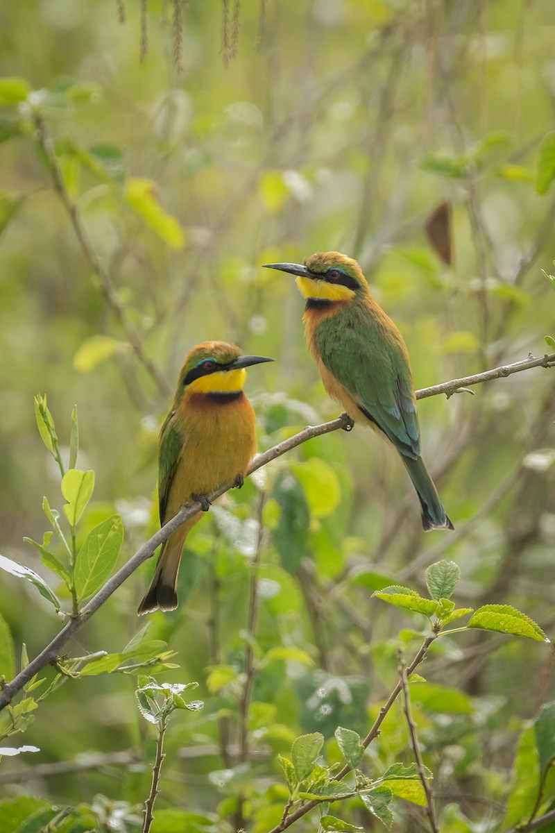 Little Bee-eater - ML292065091