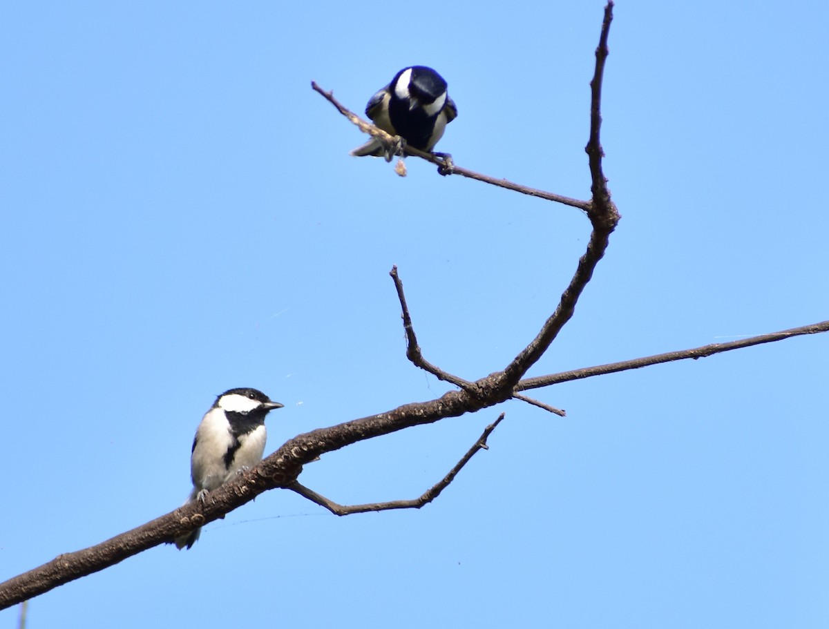 Cinereous Tit - Shivukumar Sinnur