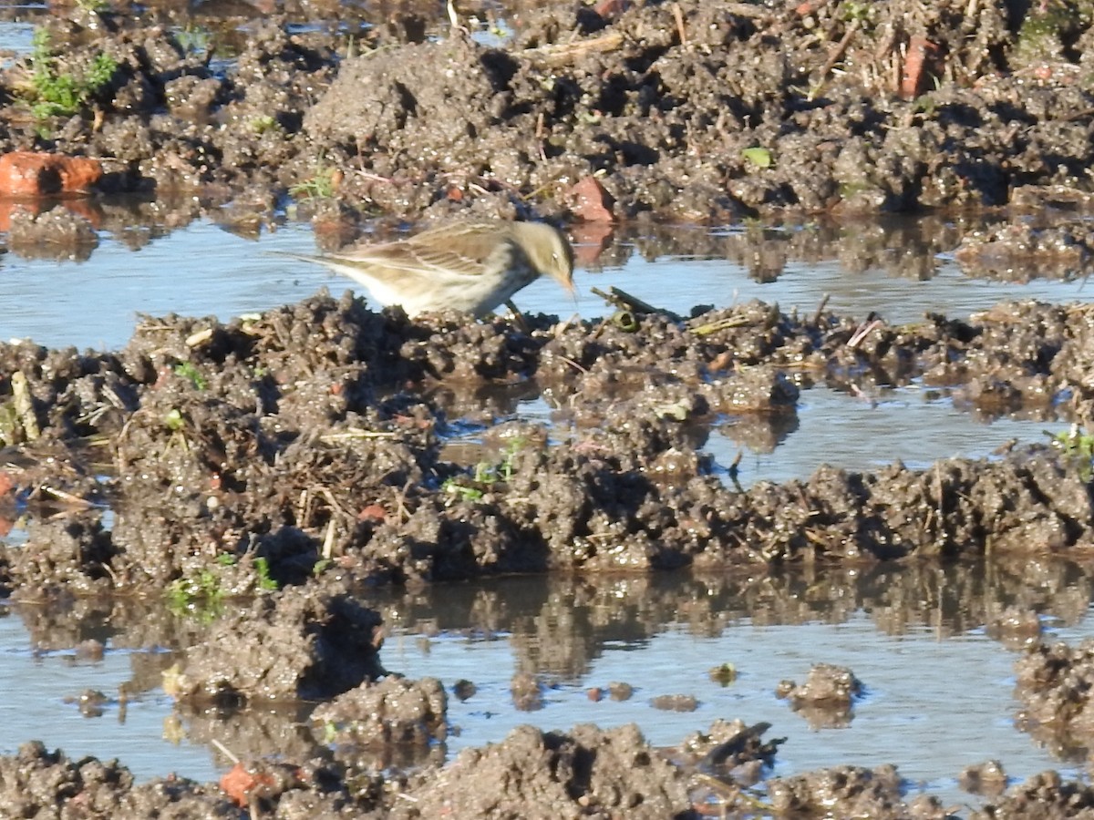 Харзны шийхнүүхэй - ML292068871