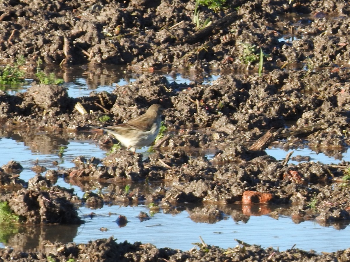 Харзны шийхнүүхэй - ML292068881