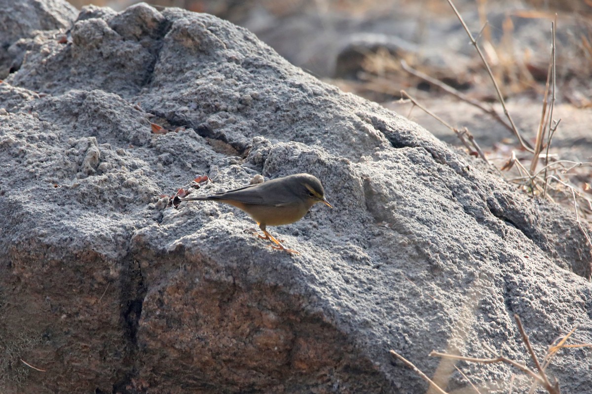 Mosquitero del Pamir - ML292069071