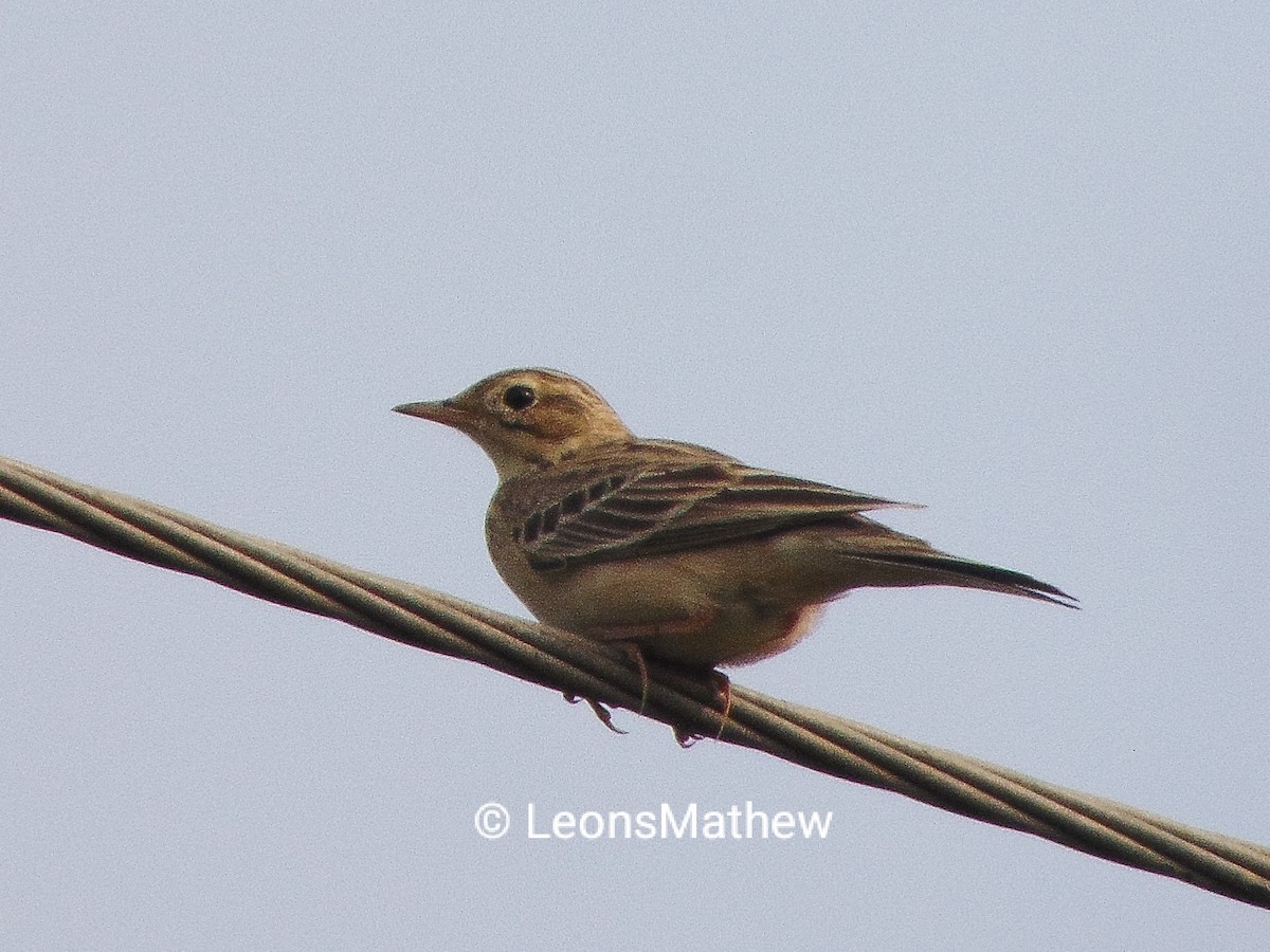 Blyth's Pipit - ML292070051