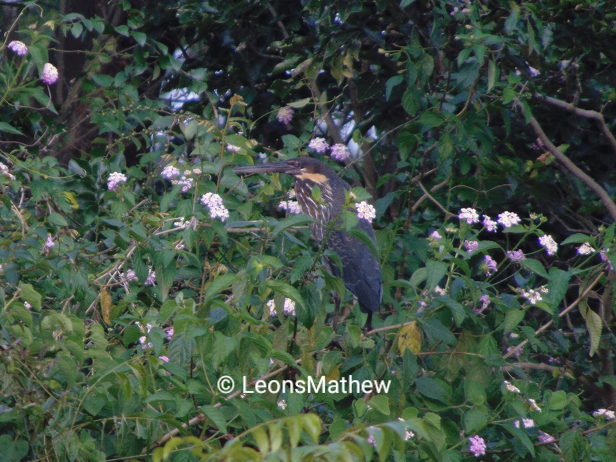 Black Bittern - ML292070081