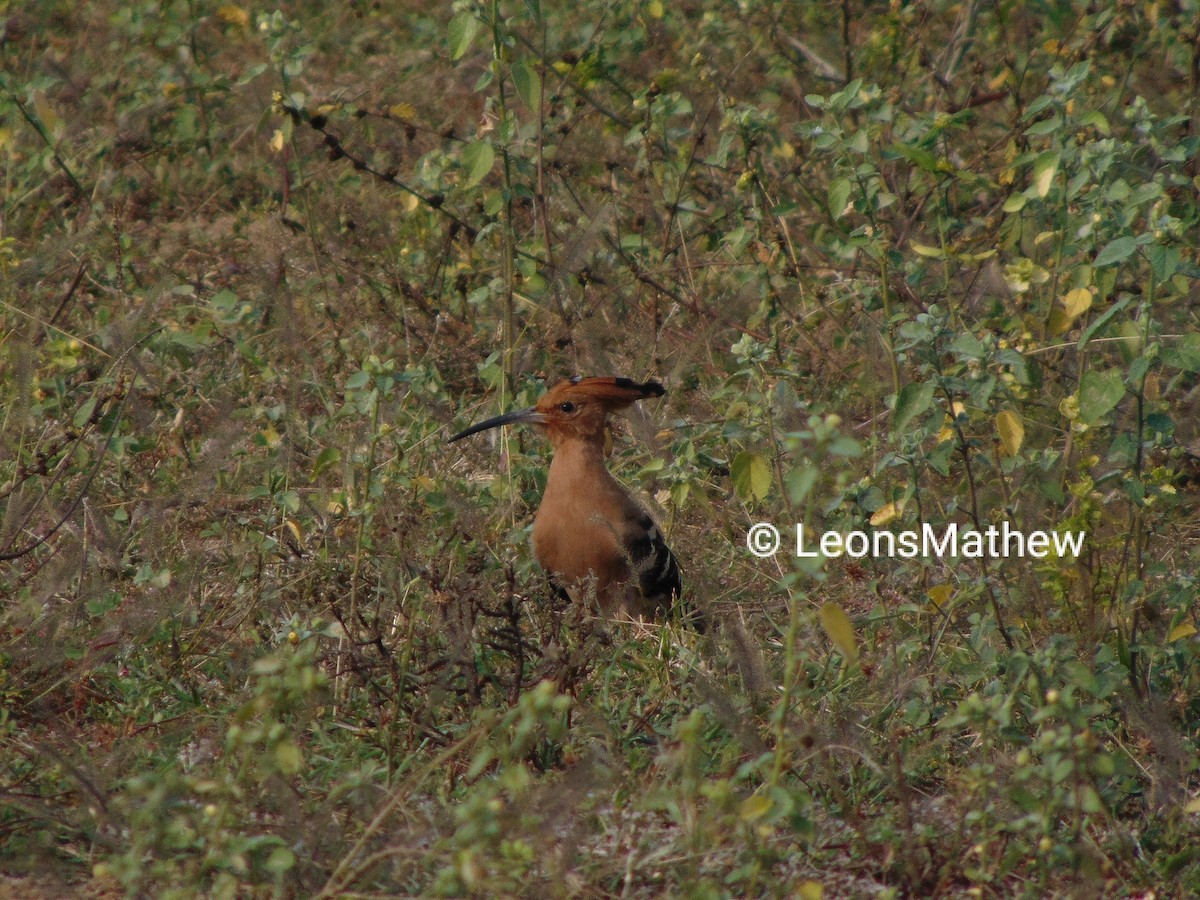 Eurasian Hoopoe (Eurasian) - ML292070131