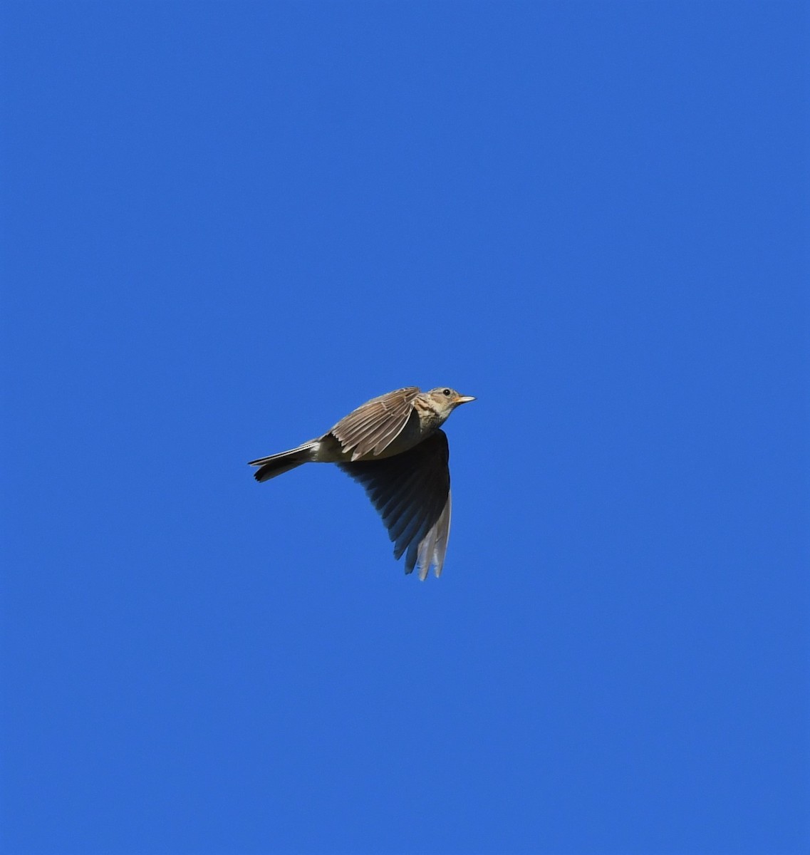 Eurasian Skylark - ML292071331