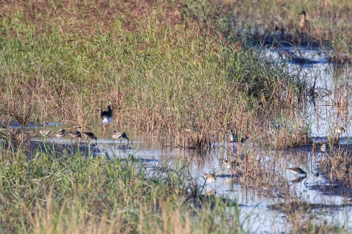 Stilt Sandpiper - Brad Argue